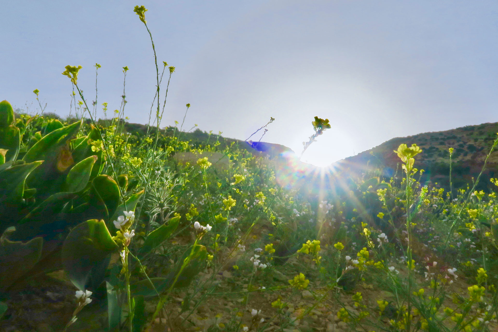 Bunte Kräuterwiesen
