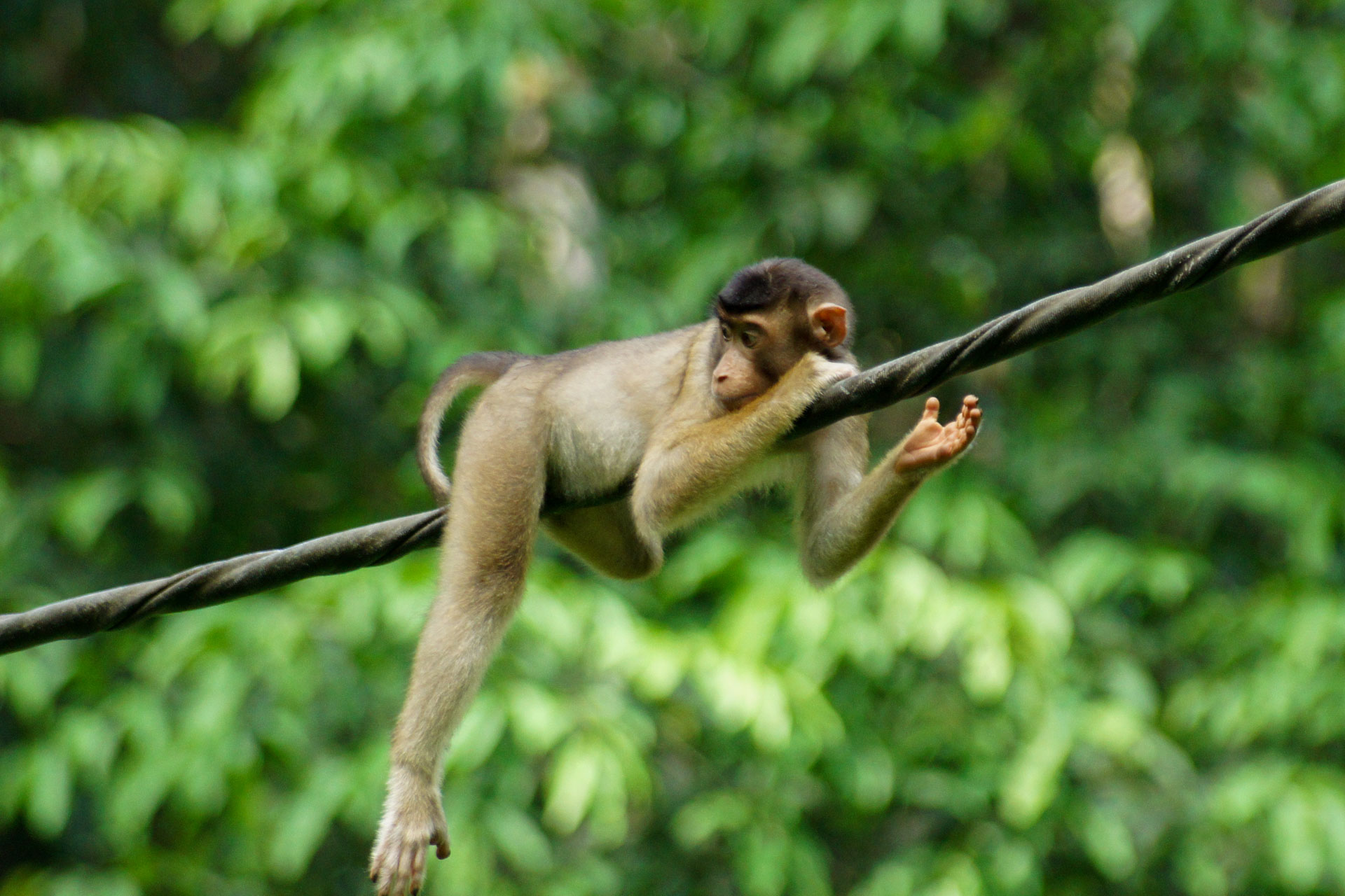 Dschungel Leben in Borneo