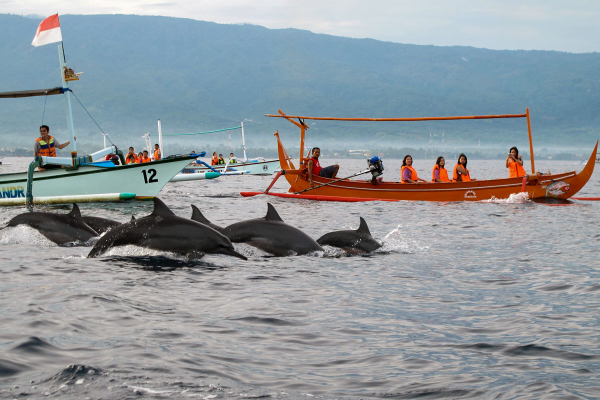 Delphine auf der whale watching tour