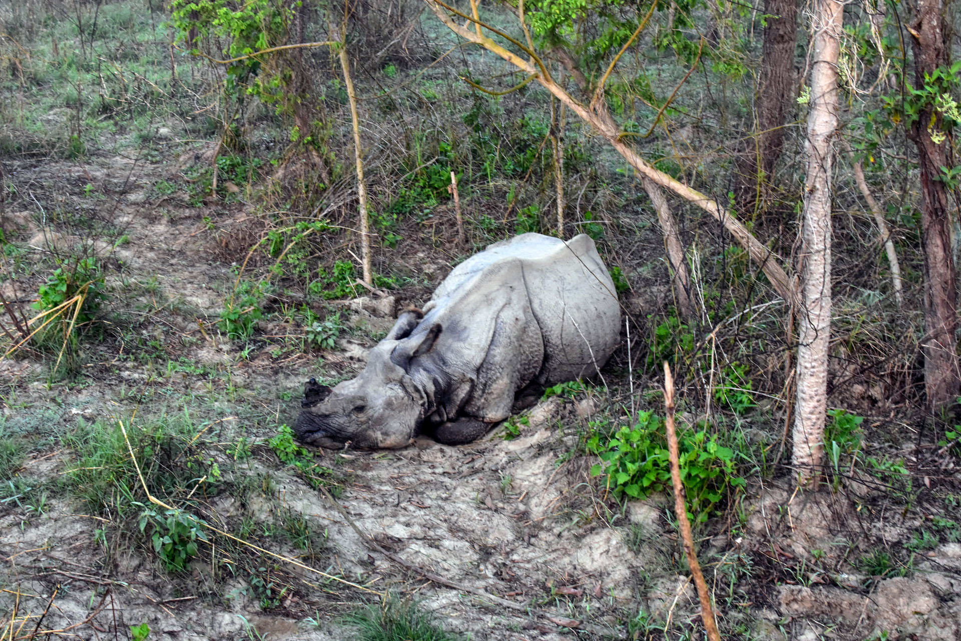 Panzernashörner im Chitwan Nationalpark