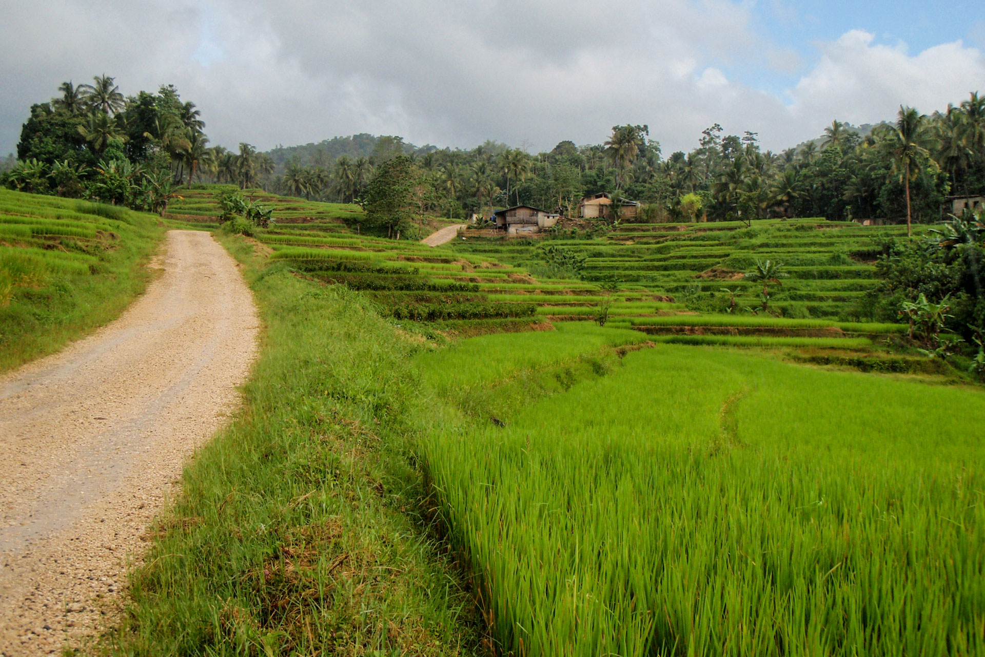 Reisfelder auf den Philippinen