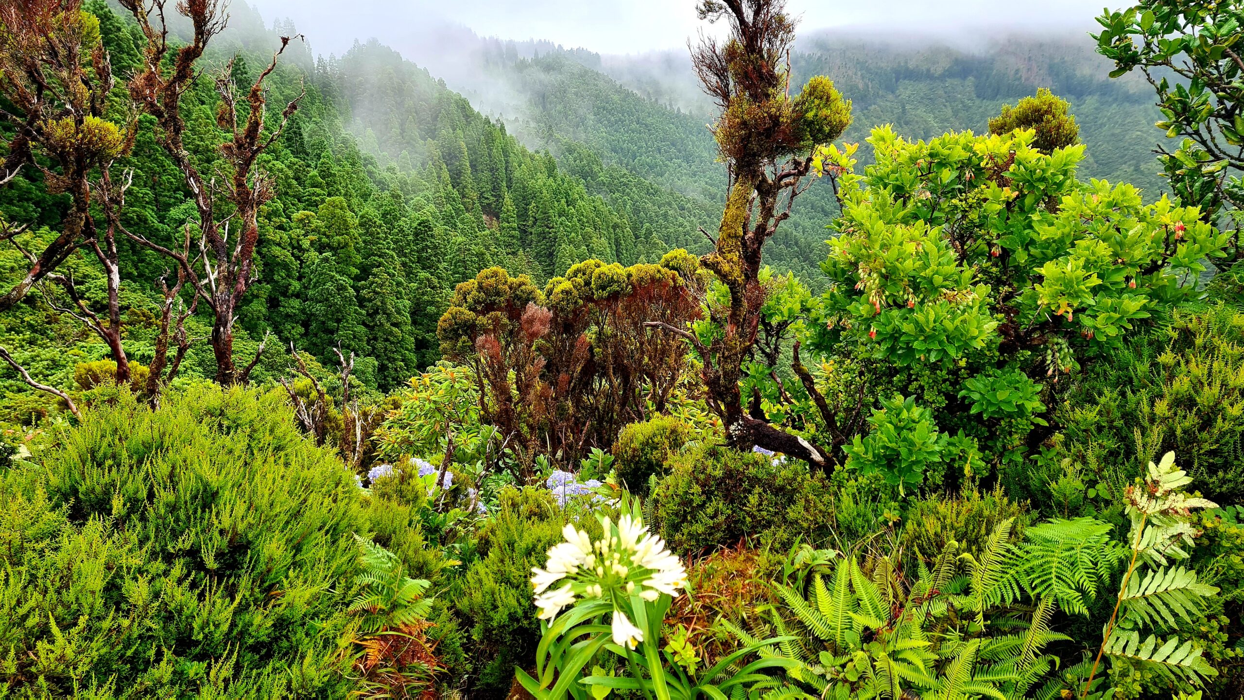 Vegetation auf der Insel São Miguel