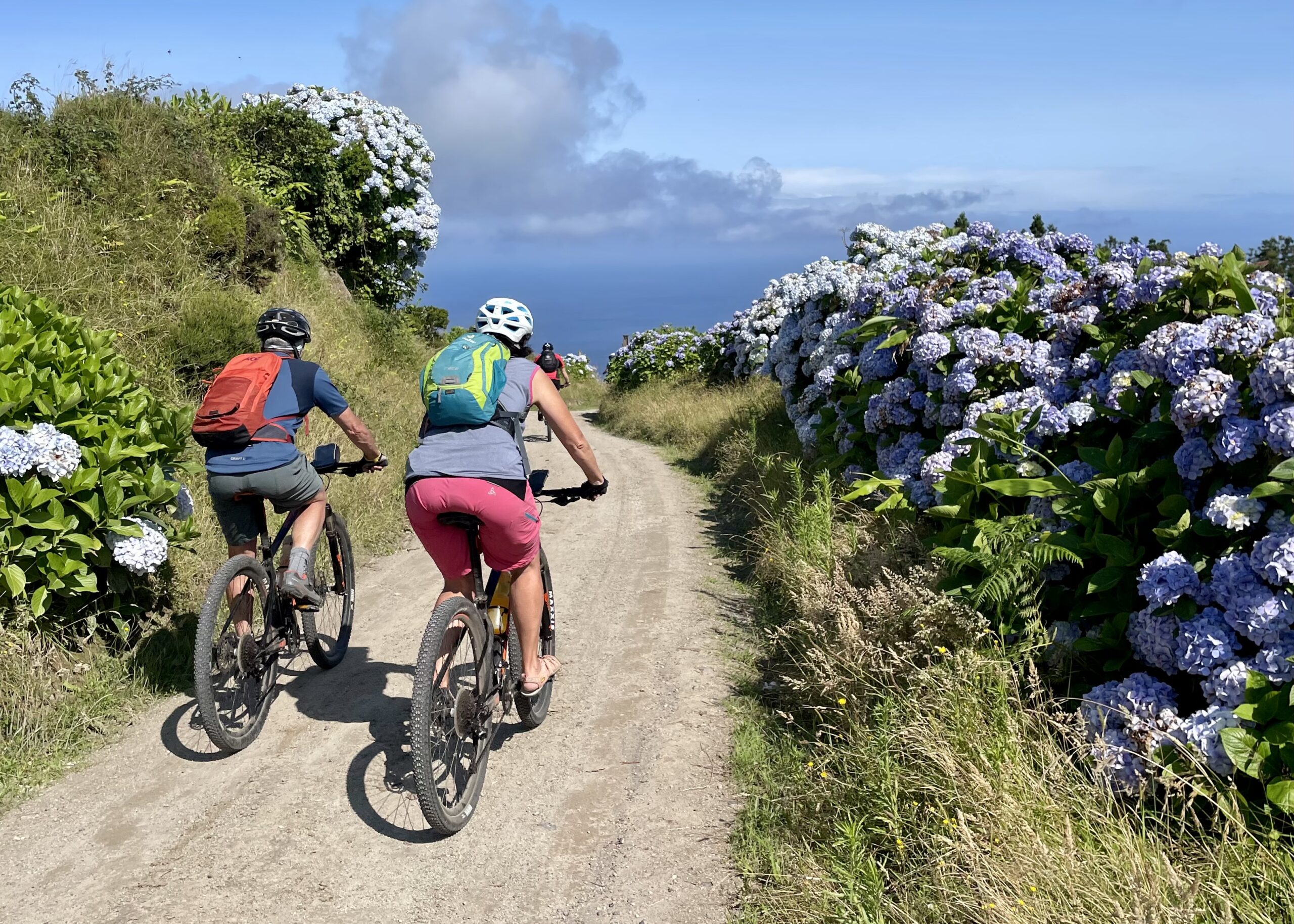 Ein Meer aus Hortensien